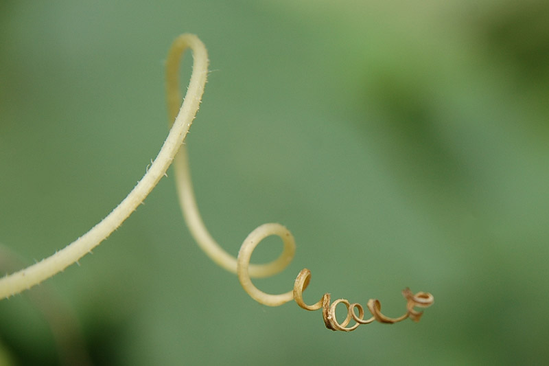 Фото жизнь (light) - Французова Мария - Растительность - Огуречности