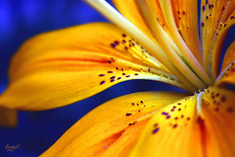 Фото жизнь (light) - Ольга Мазлова - макро, цветочки - желто-синий