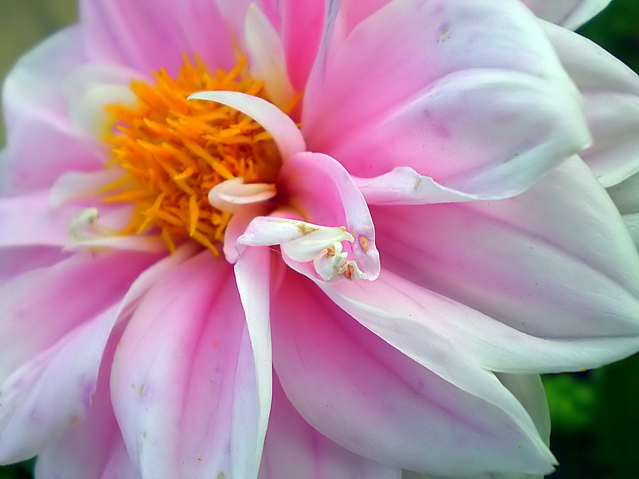 Фото жизнь - Sunny (Ирина В.) - Работы Cолнечной (цветы) - Розовое наслаждение