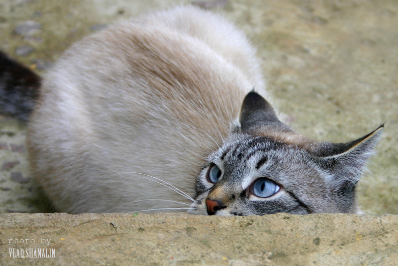 Фото жизнь (light) - Vlad Shanalin - Животные - Как выскочу... как выпрыгну...!