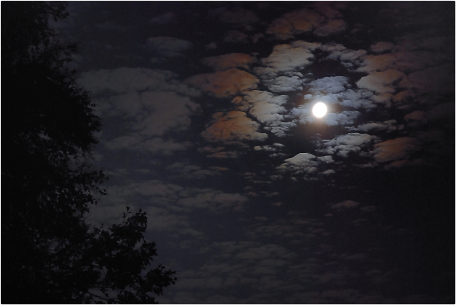 Фото жизнь (light) - Zamdir - корневой каталог - Прогулки по ночному лесу