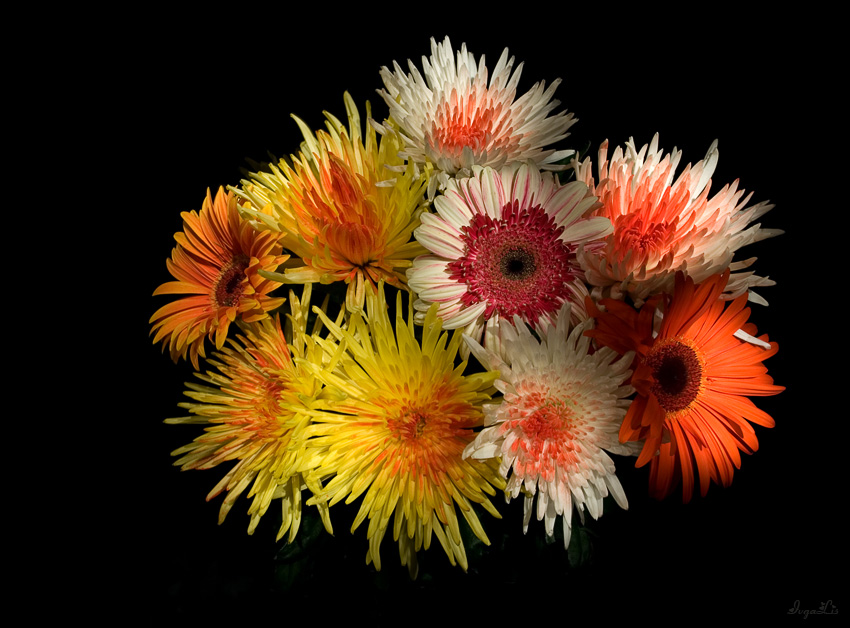 Фото жизнь (light) - IvgaLis - корневой каталог - Цветочный фейерверк