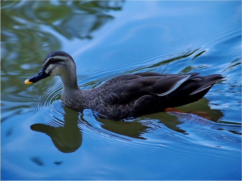 Фото жизнь (light) - PetrSPK - корневой каталог - Серая шейка!