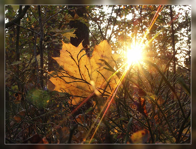 Фото жизнь (light) - Евгений Лотоцкий - корневой каталог - Осенью в лесу