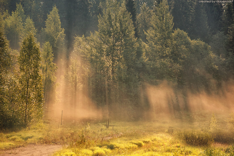 Фото жизнь (light) - Денис Богомолов - Landscapes - Золото, пролитое с небес