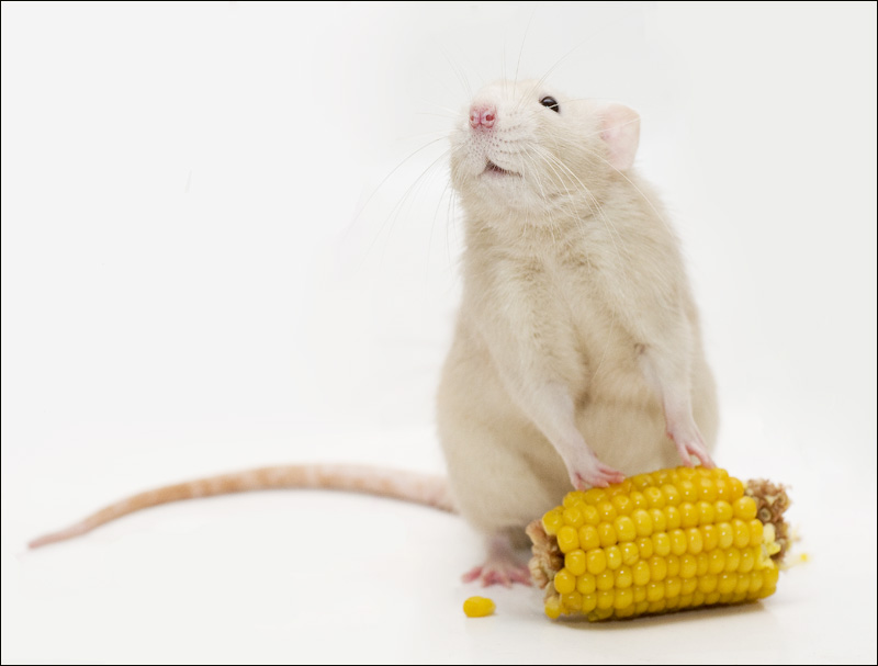 Фото жизнь (light) - Jessy - Alb3. Fancy Rats - Еще претенденты на кукурузу есть?