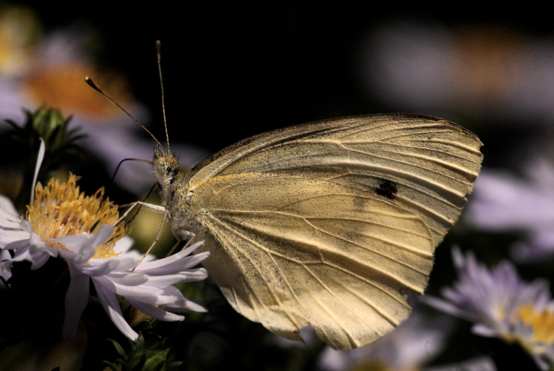 Фото жизнь (light) - sveta_koshka - Макро и цветы - бабочка
