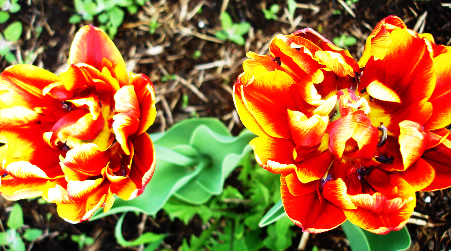 Фото жизнь (light) - Mavr - корневой каталог - Тюльпаны, вид сверху.
