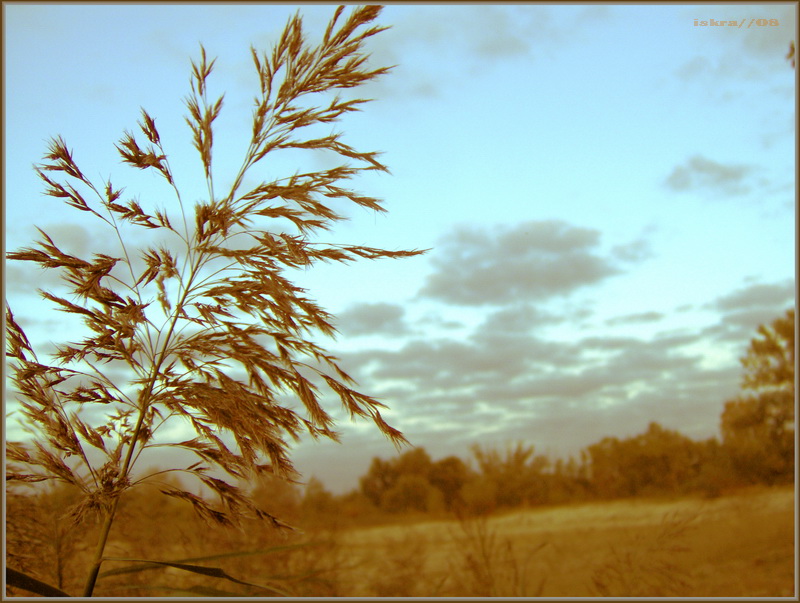Фото жизнь - Iskra-che - корневой каталог - теплый отголосок осени