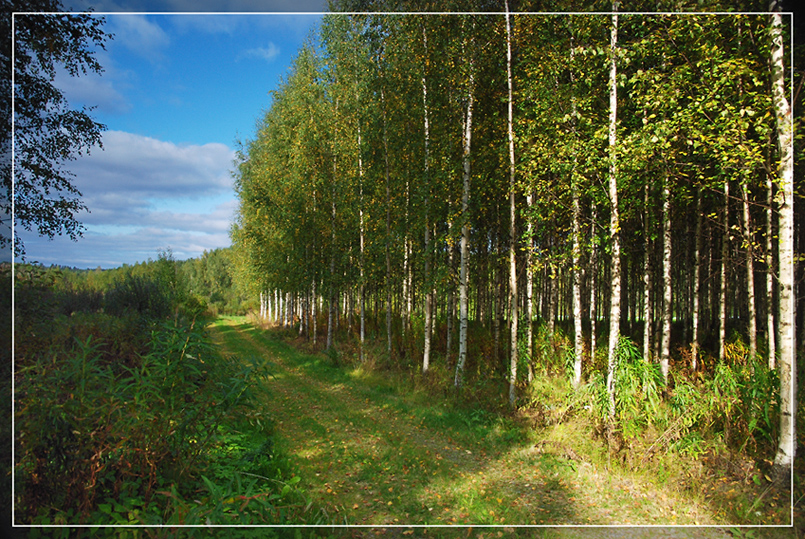 Фото жизнь (light) - Zamdir - корневой каталог - Тропа к облакам...