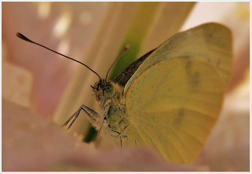 Фото жизнь (light) - Наталья Еленская - Насекомые - Что-то стало холодать...