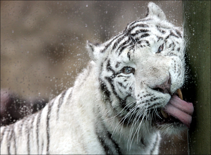 Фото жизнь (light) - Maria Goldenberg - корневой каталог - Белый тигр