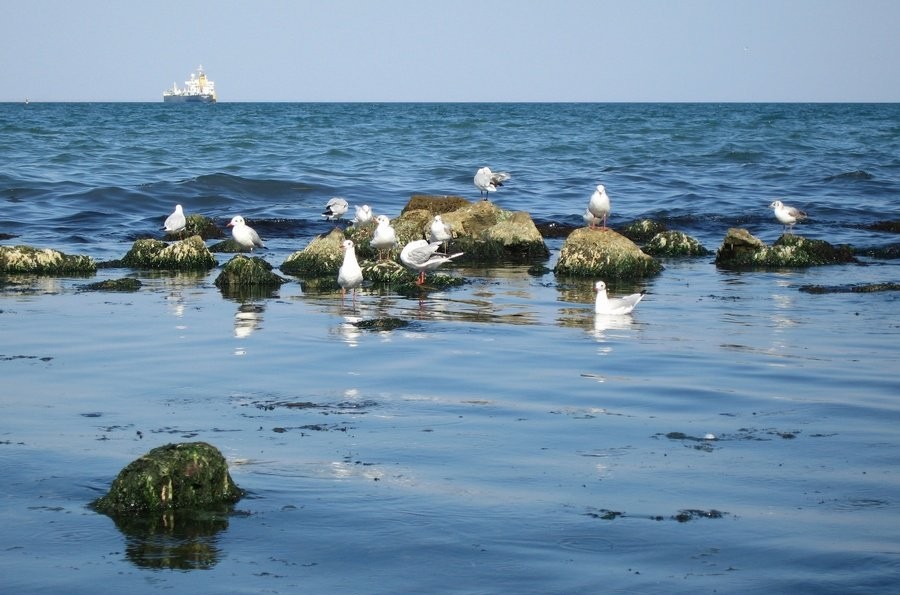 Фото жизнь (light) - TaunT - корневой каталог - чайки в порту