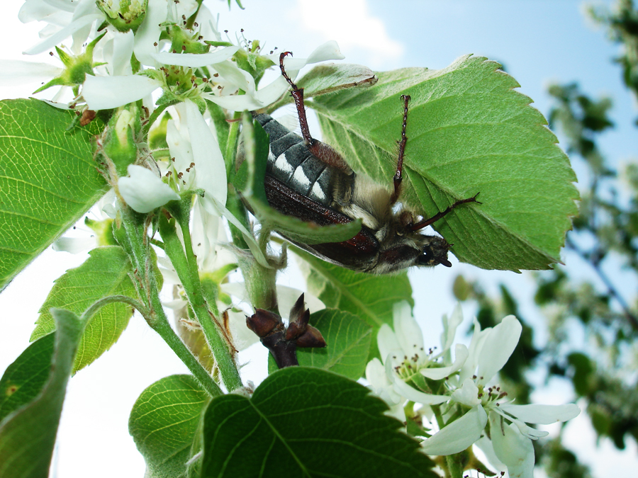 Фото жизнь - Mavr - корневой каталог - Майский жук на яблоне.