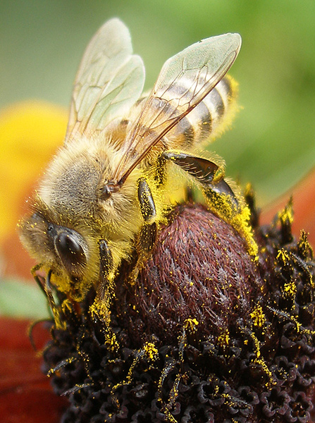 Фото жизнь (light) - Aimo - корневой каталог - Пчела