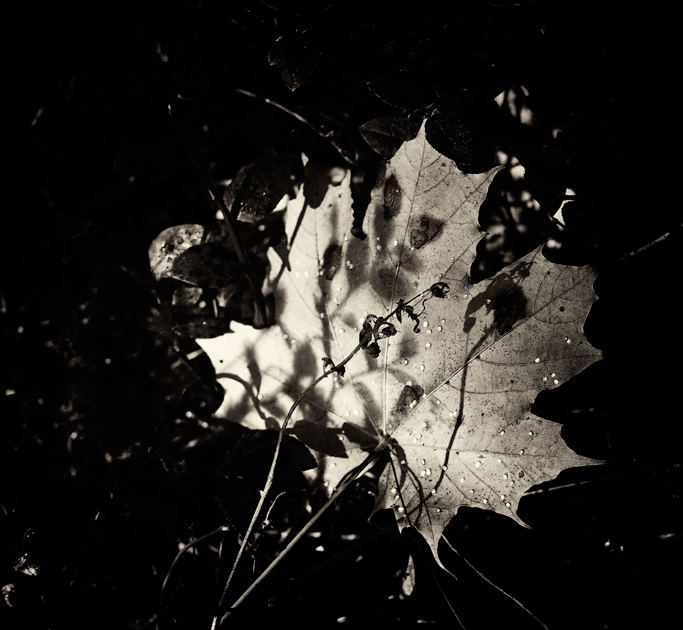 Фото жизнь (light) - Vitaly Pussa - корневой каталог - Осень