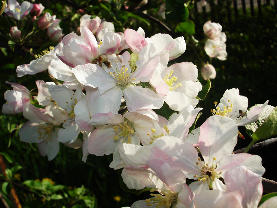 Фото жизнь - Mavr - корневой каталог - Яблоня в цвету.