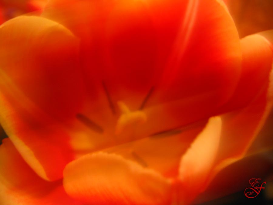 Фото жизнь (light) - Genevieva - Природа - тюльпан
