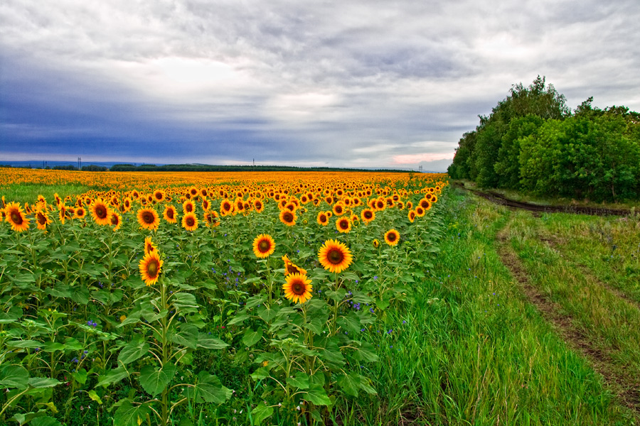 Sunflower