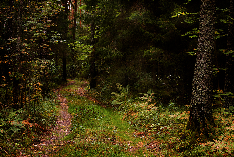 Фото жизнь (light) - LadyGuinevere - корневой каталог - Осенней тропою.