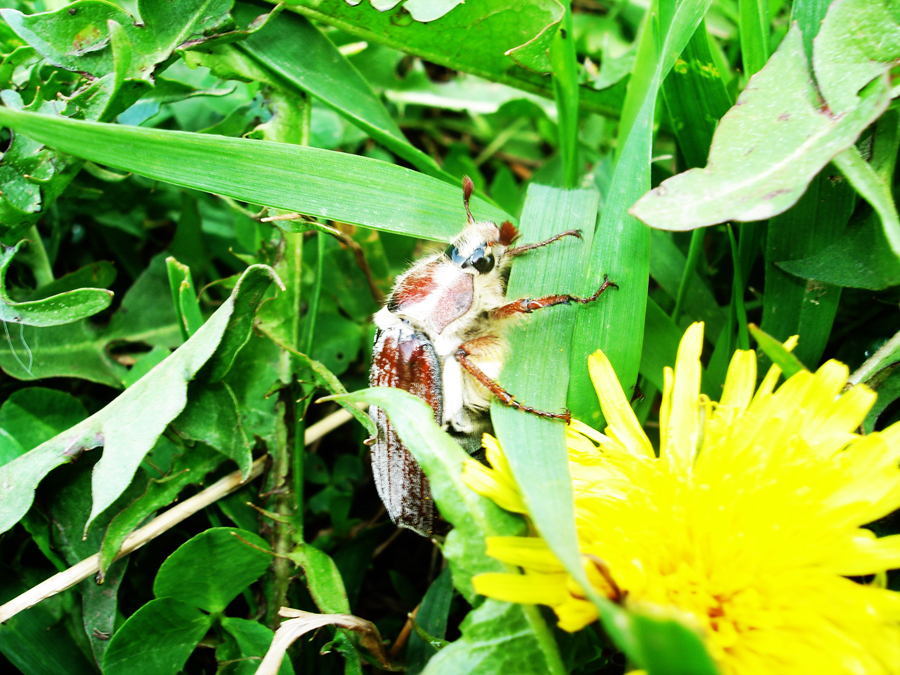 Фото жизнь (light) - Mavr - корневой каталог - Майский жук в траве