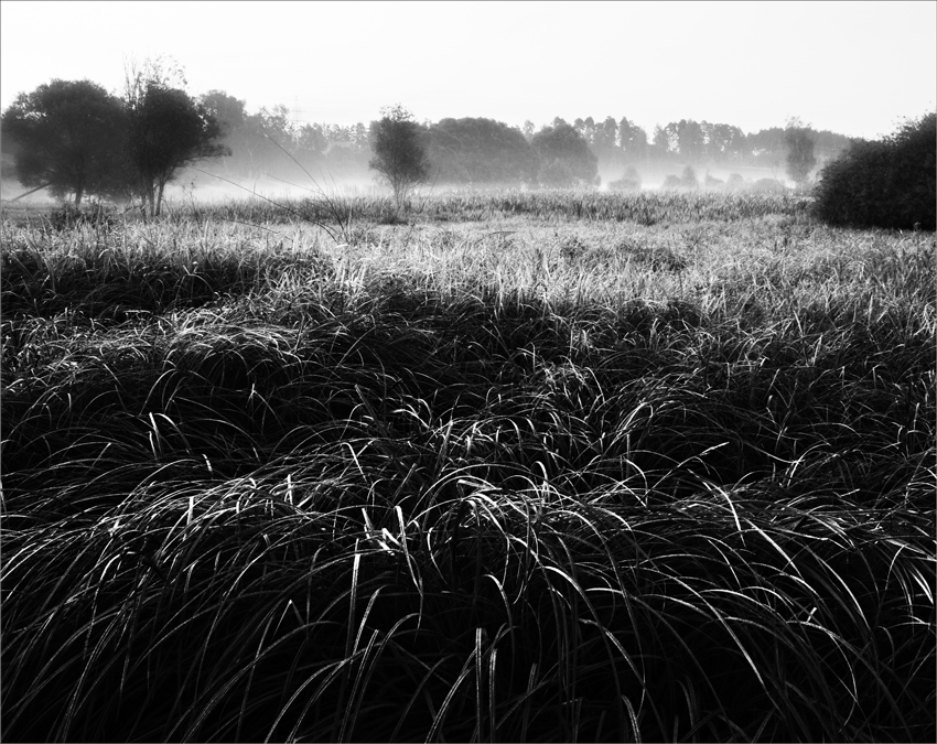Фото жизнь (light) - Дмитрий Бодунов - корневой каталог - про травы да туман #1