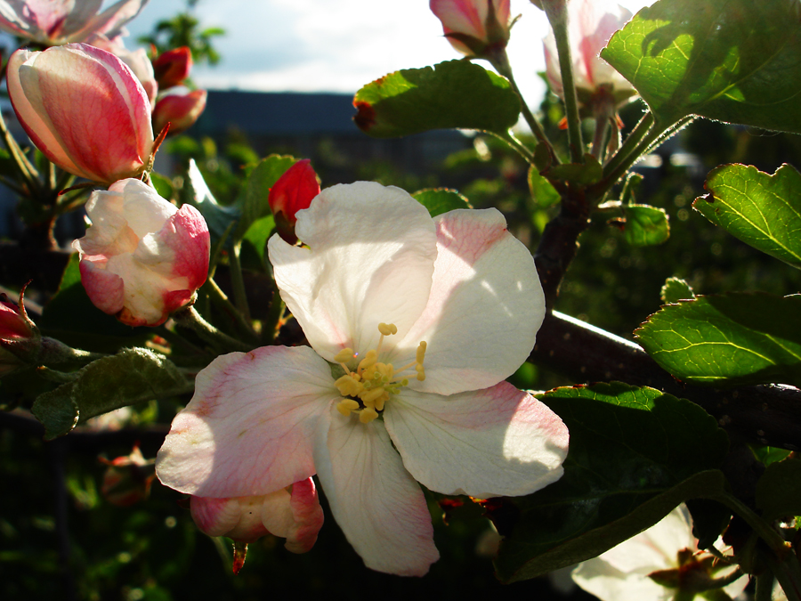 Фото жизнь (light) - Mavr - корневой каталог - Яблоня цветет.