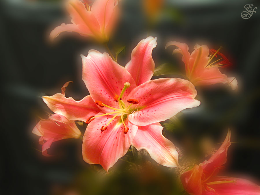 Фото жизнь (light) - Genevieva - Природа - Лилии...