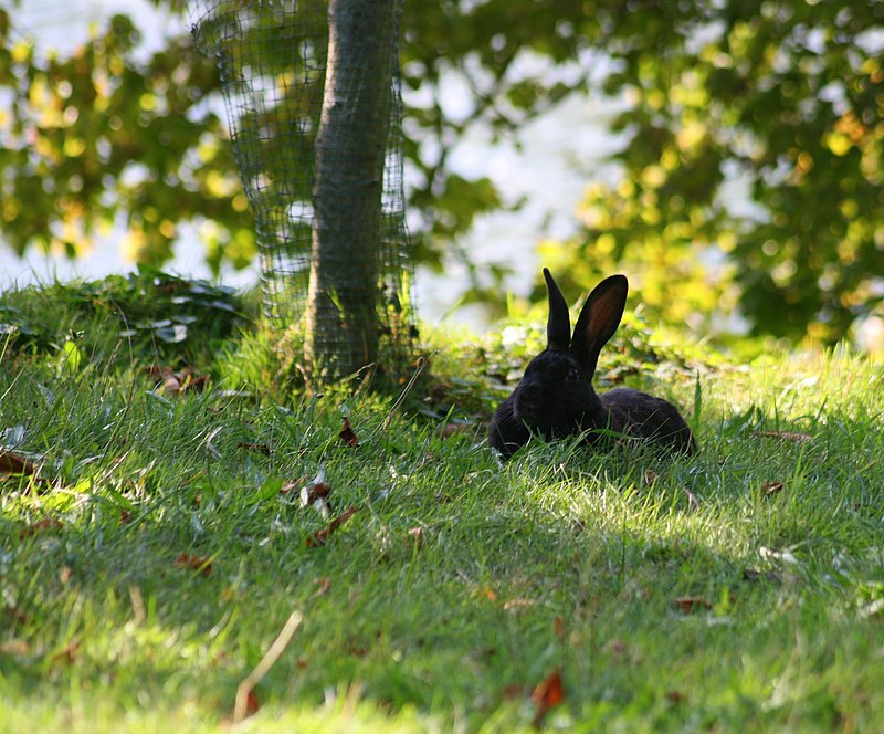 Фото жизнь (light) - . - Зверьё моё. - Заяц. Побегаец. Свежепойманный.