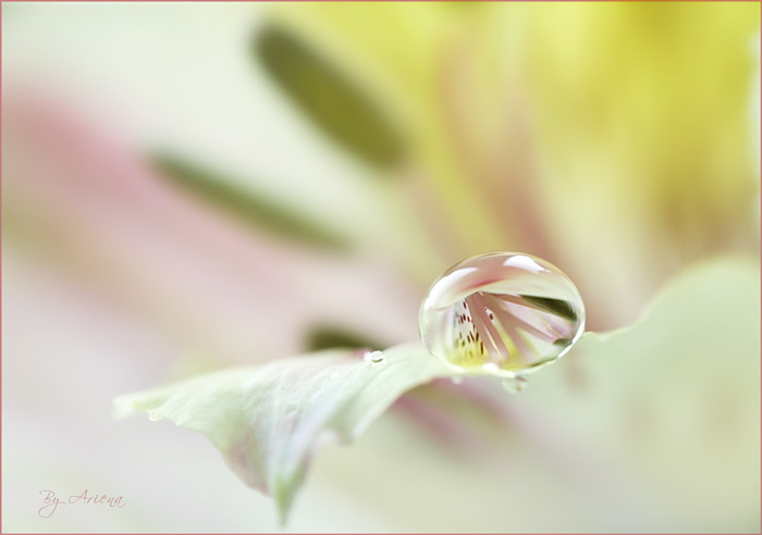 Фото жизнь (light) - Ariena - Макро - ***