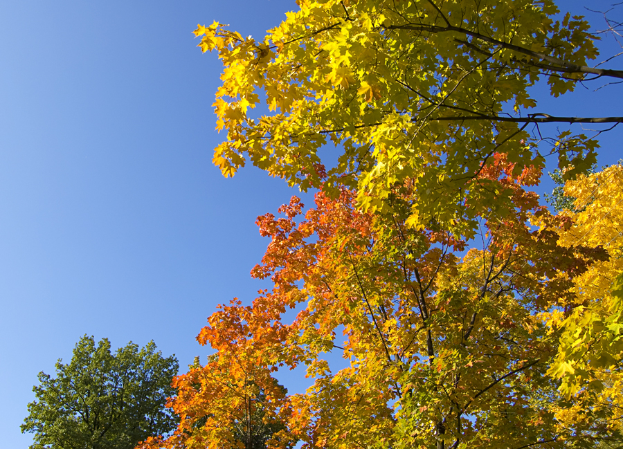 Фото жизнь (light) - МТВ - природа - краски осени