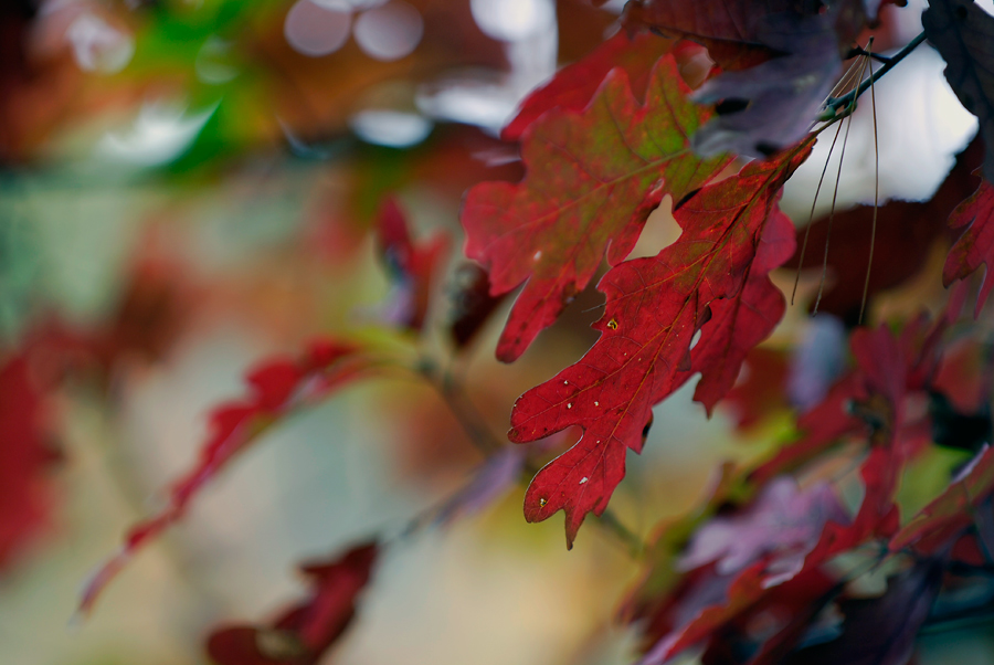 Фото жизнь (light) - EugeenGlen - Природа - Осенний этюд.