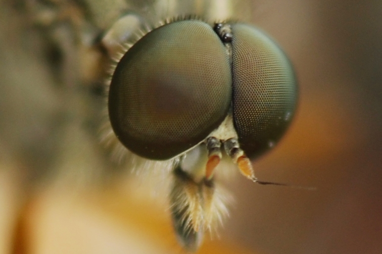 Фото жизнь (light) - sergej-smv - страна макро - загляни в глаза комару