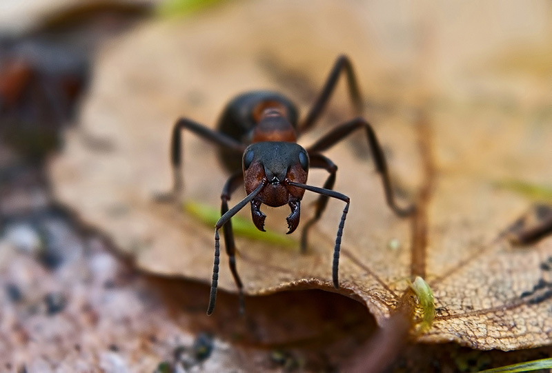 Фото жизнь - Nikolay - Макро Насекомые - Серьёзный муравейка