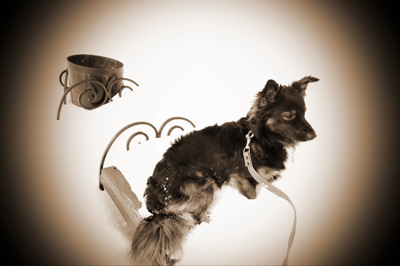 Фото жизнь (light) - АННА - корневой каталог - Трезор