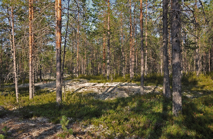 Фото жизнь
