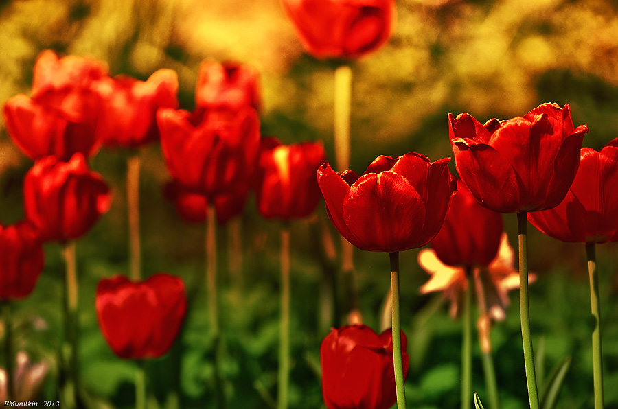 Фото жизнь (light) - emunilkin - Цветы - Тюльпаны