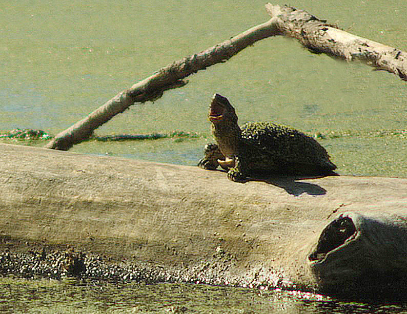 Фото жизнь (light) - Александр Маляревский - корневой каталог - Болотный дуэт