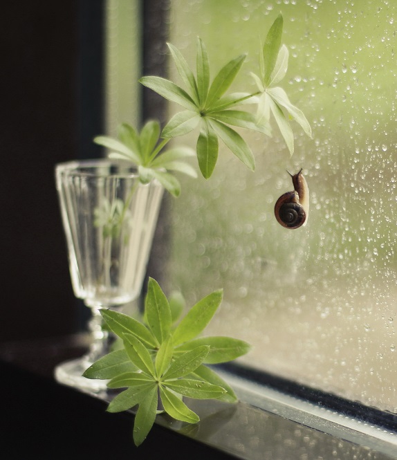 Фото жизнь - Lilliya - корневой каталог - Когда за окном...дождь...