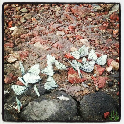 Фото жизнь (light) - serenata - корневой каталог - *