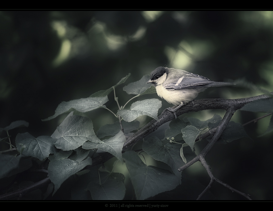 Фото жизнь (light) - Yuriy Sizov - Birds - ***
