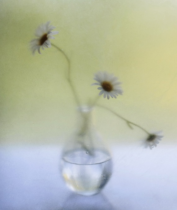 Фото жизнь (light) - Lilliya - корневой каталог - three flowers...