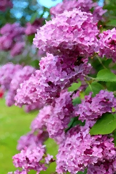 Фото жизнь (light) - nkolteeva - корневой каталог - *****