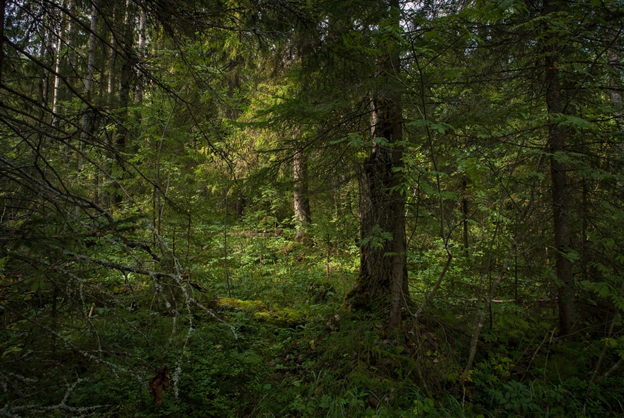 Фото жизнь