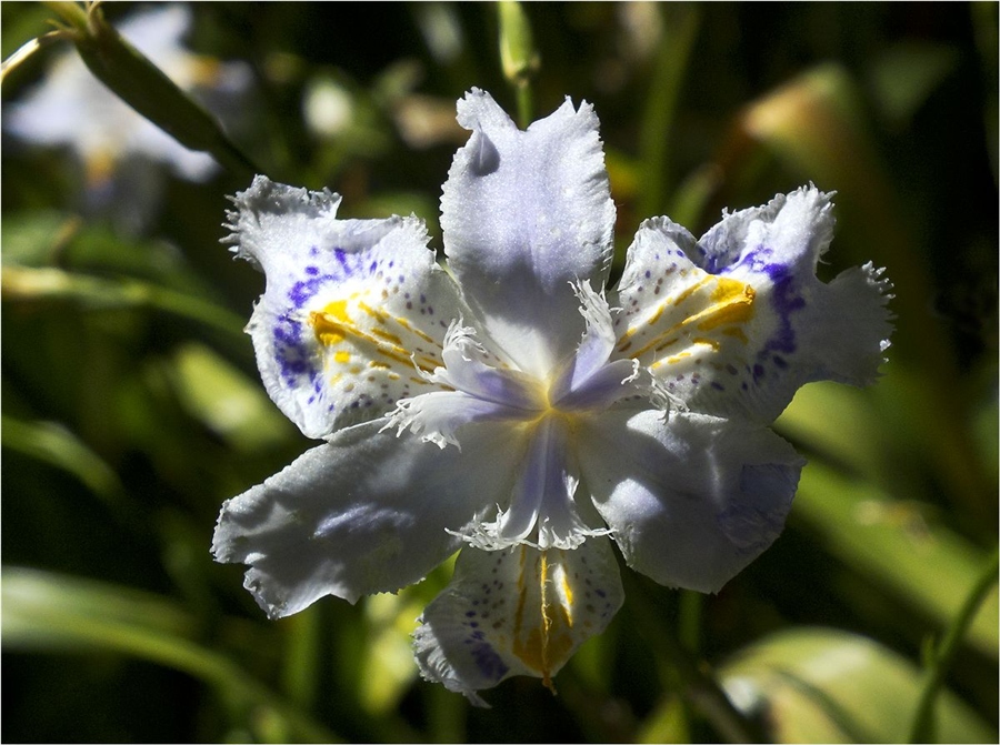 Макро с кружавчиками.
