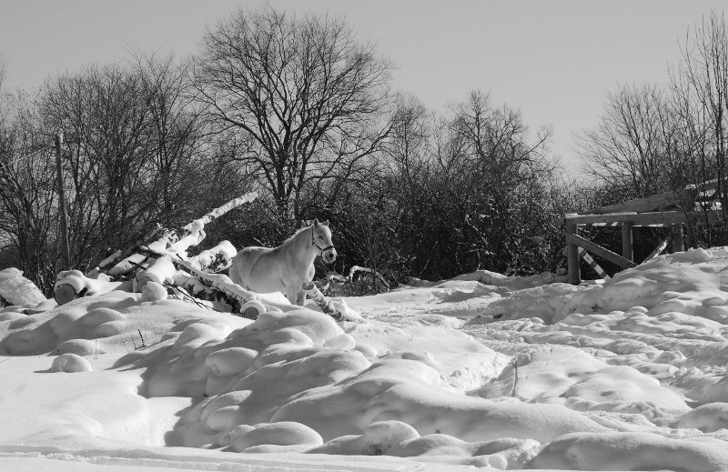 Фото жизнь (light) - Wesnalena - корневой каталог - Тарзан зимой.
