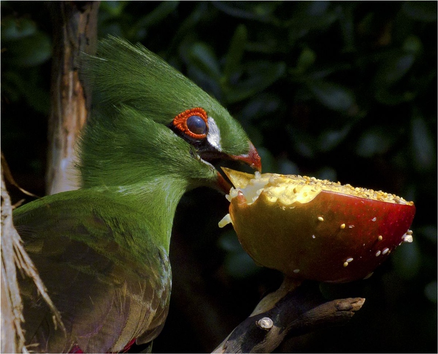 Динозаврик.