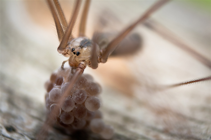 Синантропный вид пауков-сенокосцев и будущее потомство