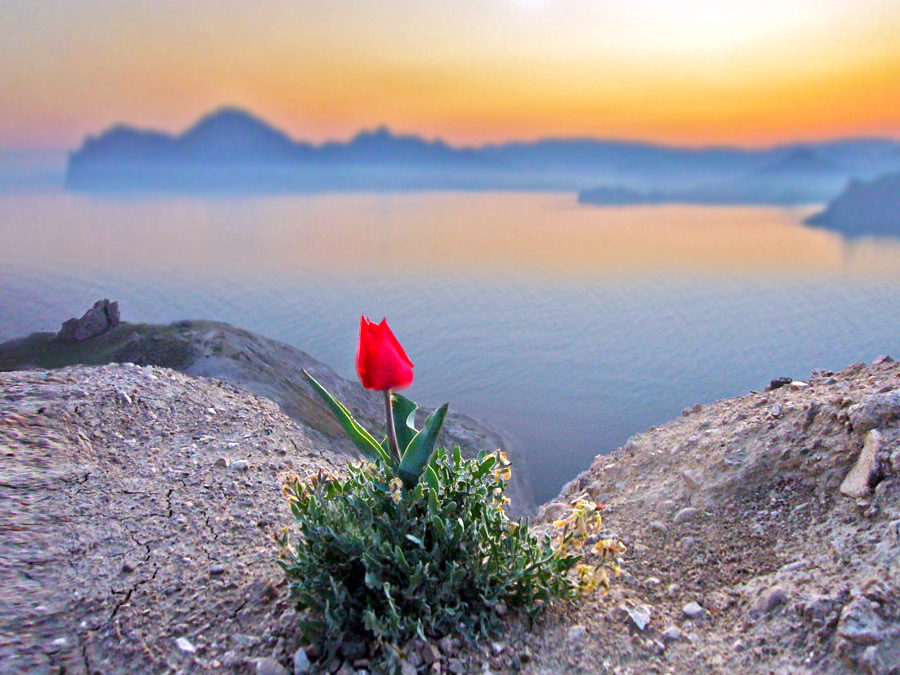 Фото жизнь (light) - viton - Кимммерия - цветочек аленький