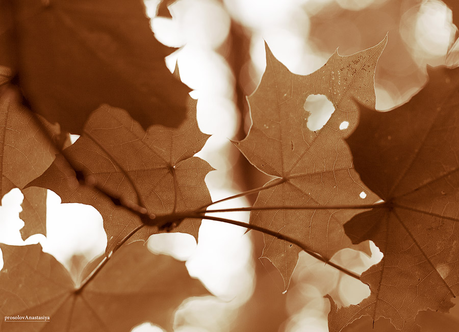 Фото жизнь (light) - Анастасия Просолова - корневой каталог - между нами лишь ветер